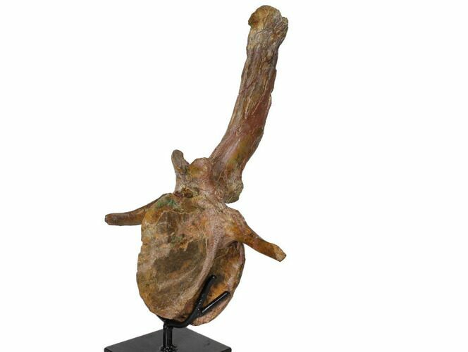 Fossil Hadrosaur (Brachylophosaurus) Dorsal Vertebra - Montana #130194